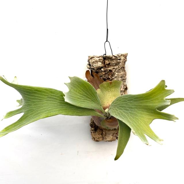 現品) ビカクシダ 'ゲイシャ' (TC) (No.41055) (コウモリラン 観葉植物