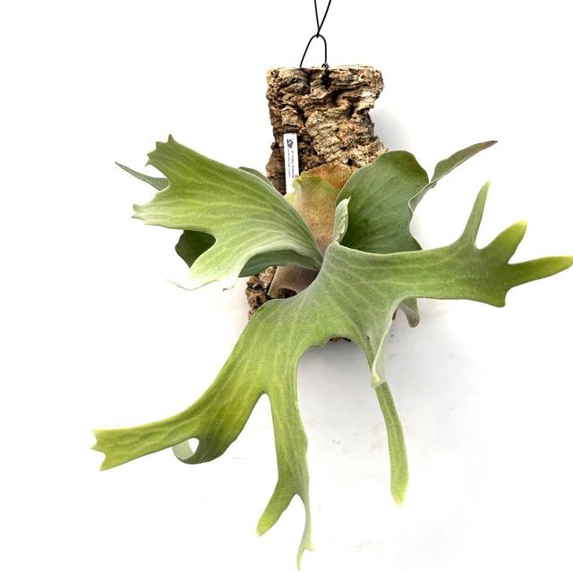 現品) ビカクシダ 'ゲイシャ' (TC) (No.41055) (コウモリラン 観葉植物