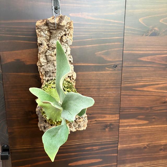 現品) ビカクシダ 'ゲイシャ' (TC) (No.41055) (コウモリラン 観葉植物