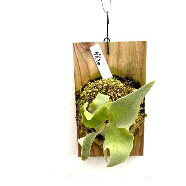 現品) ビカクシダ 'ゲイシャ' (TC) (No.41055) (コウモリラン 観葉植物