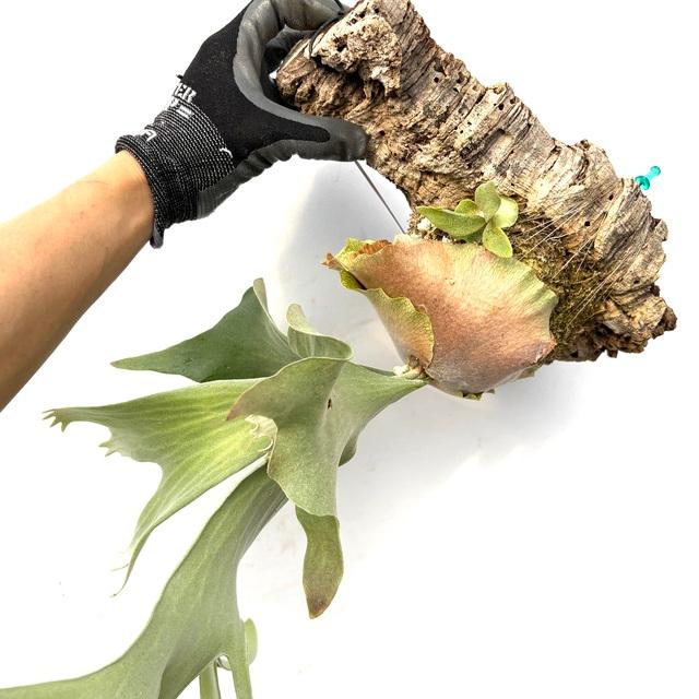 現品) ビカクシダ 'ゲイシャ' (TC) (No.41055) (コウモリラン 観葉植物