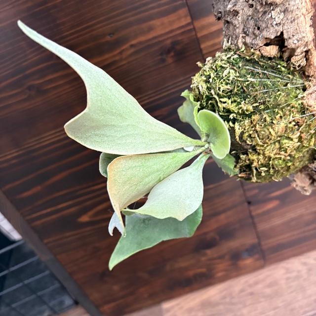 現品) ビカクシダ 'ゲイシャ' (TC) (No.41055) (コウモリラン 観葉植物