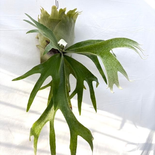 現品) ビカクシダ 'シーダ' (pup) (No.41065) (コウモリラン 観葉植物