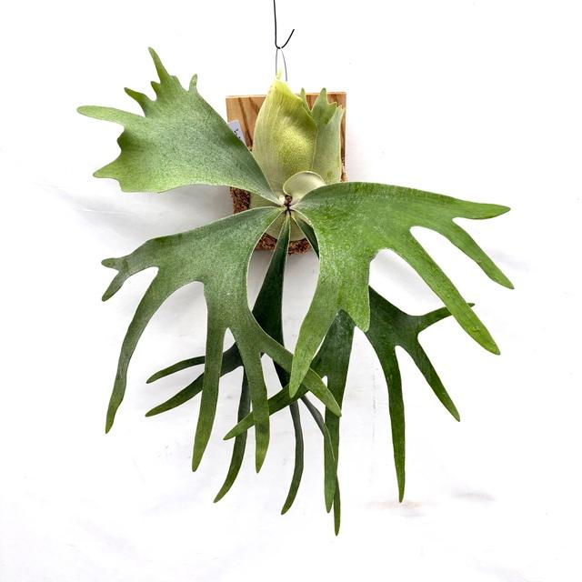 現品) ビカクシダ 'シーダ' (pup) (No.41065) (コウモリラン 観葉植物