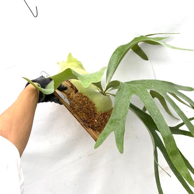 現品) ビカクシダ 'シーダ' (pup) (No.41065) (コウモリラン 観葉植物