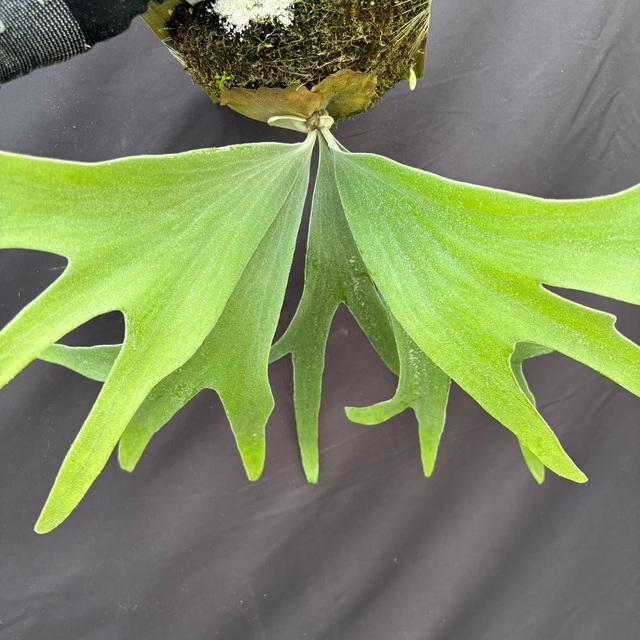 現品) ビカクシダ 'シーダ' (pup) (No.41065) (コウモリラン 観葉植物