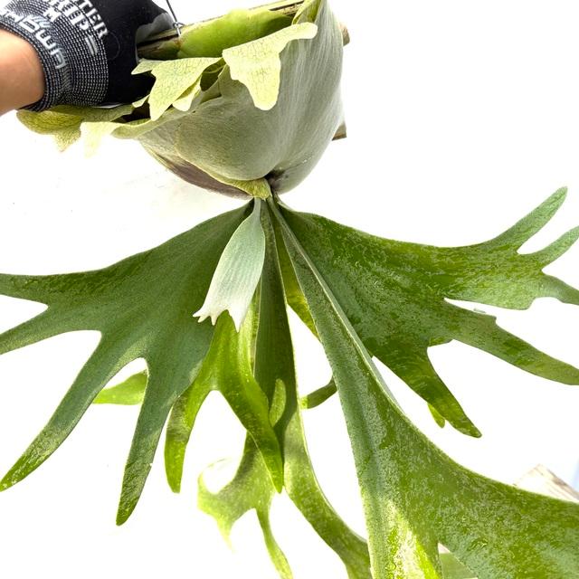 現品) ビカクシダ 'シーダ' (pup) (No.41065) (コウモリラン 観葉植物