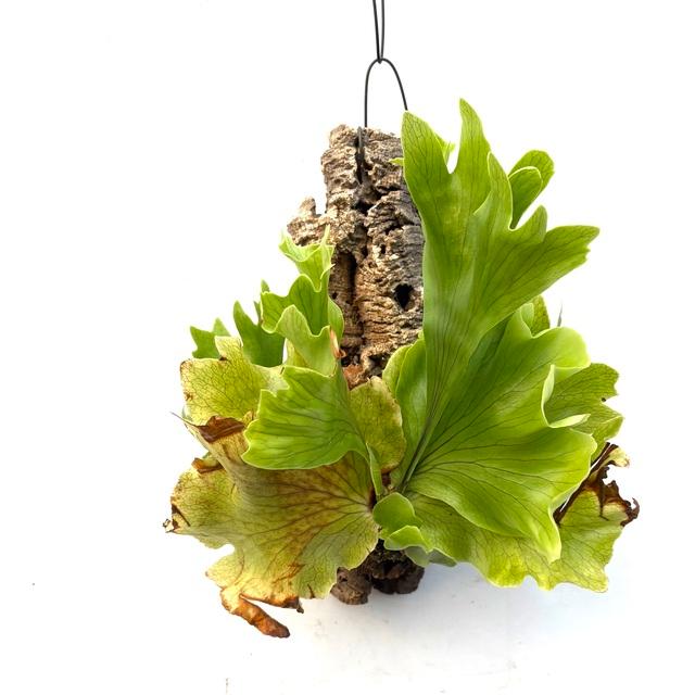 現品) ビカクシダ 'バタフライ' (No.41067) (コウモリラン 観葉植物