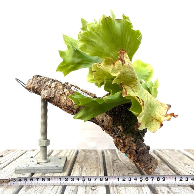 現品) ビカクシダ 'バタフライ' (No.41067) (コウモリラン 観葉植物