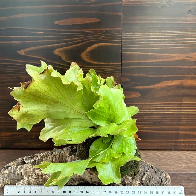 現品) ビカクシダ 'バタフライ' (No.41067) (コウモリラン 観葉植物