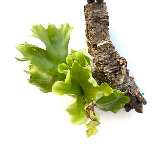 現品) ビカクシダ 'バタフライ' (No.41067) (コウモリラン 観葉植物