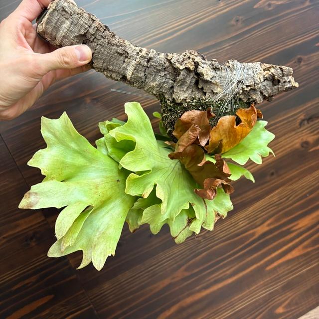 現品) ビカクシダ 'バタフライ' (No.41067) (コウモリラン 観葉植物