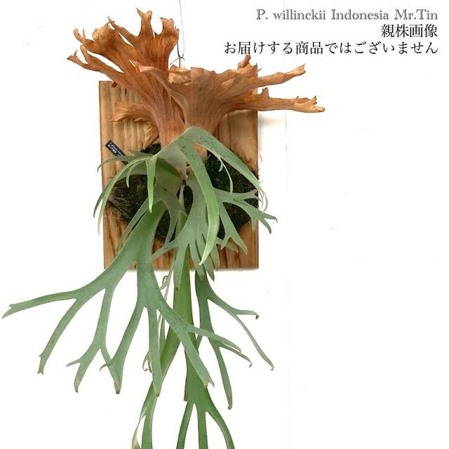 現品) ビカクシダ ウィリンキー インドネシア Mr.Tin (pup) (No.41069