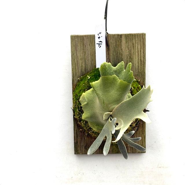 現品) ビカクシダ ウィリンキー 'ジェイドガール' (spore) (No.41070