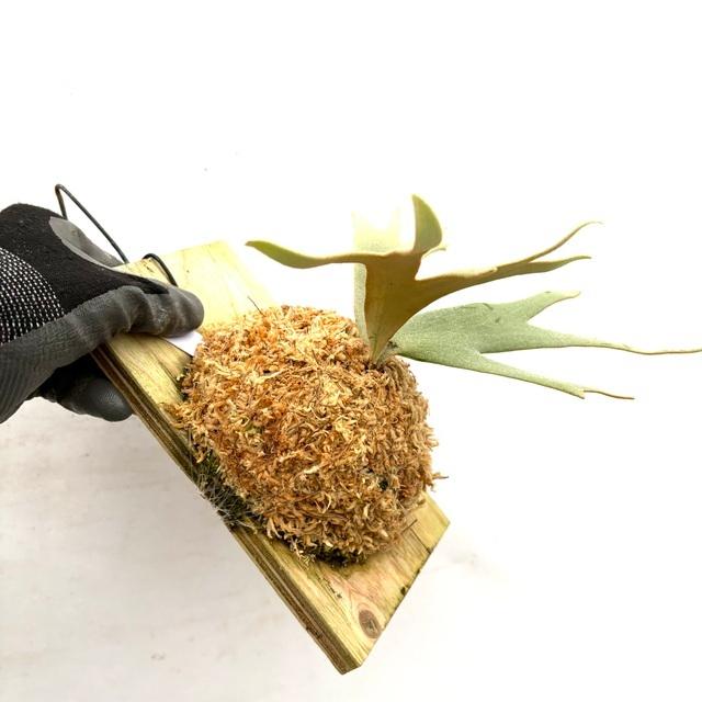 現品) ビカクシダ ウィリンキー 'ジェイドガール' (spore) (No.41070