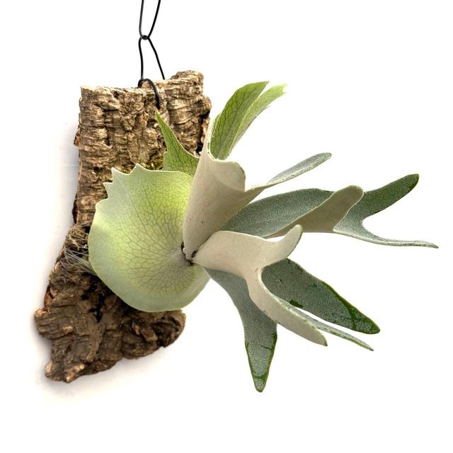 現品) ビカクシダ 'ハクナマタタ' (pup) (No.41077) (ビカクシダ