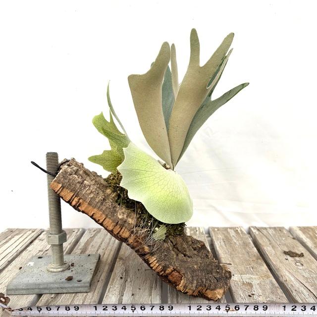 現品) ビカクシダ 'ハクナマタタ' (pup) (No.41077) (ビカクシダ