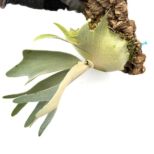 現品) ビカクシダ 'ハクナマタタ' (pup) (No.41077) (ビカクシダ