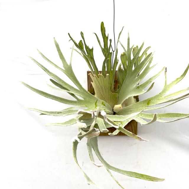 現品) ビカクシダ ウィリンキー 'ペドロタツタ' TC苗 (No.41079