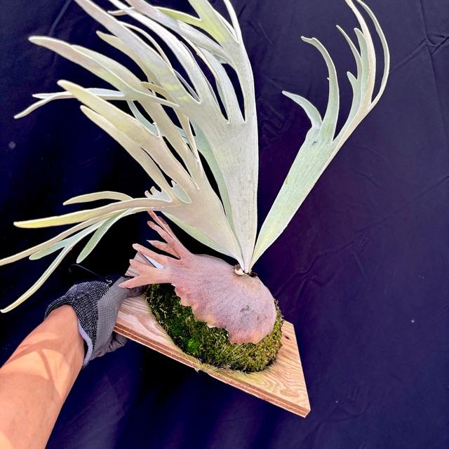 現品) ビカクシダ ウィリンキー 'ペドロタツタ' TC苗 (No.41079