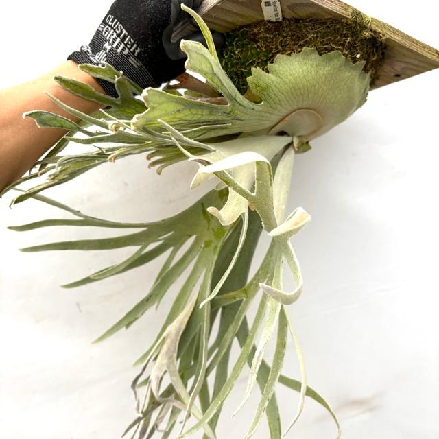 現品) ビカクシダ ウィリンキー 'ペドロタツタ' TC苗 (No.41079