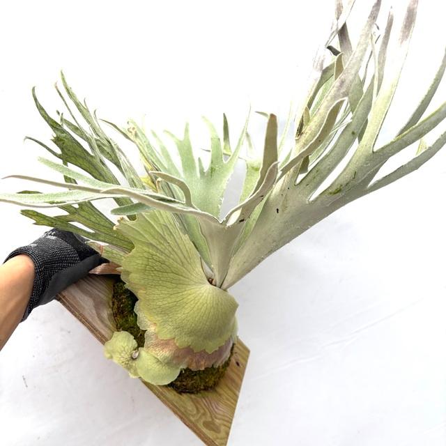 現品) ビカクシダ ウィリンキー 'ペドロタツタ' TC苗 (No.41079