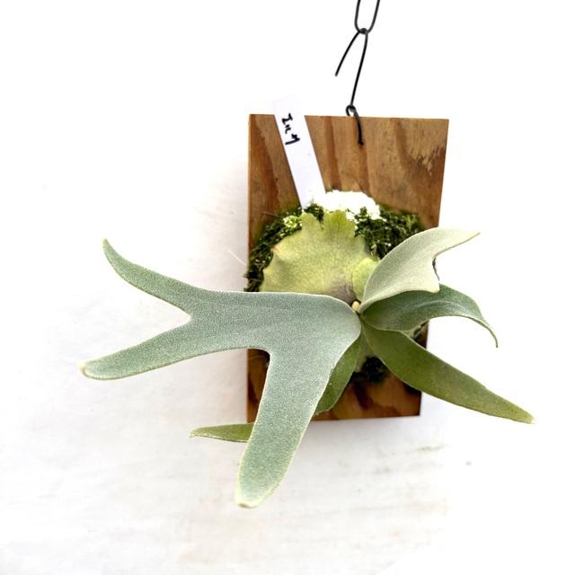 現品) ビカクシダ 'エルサ' (pup) (No.41083) (コウモリラン 観葉植物