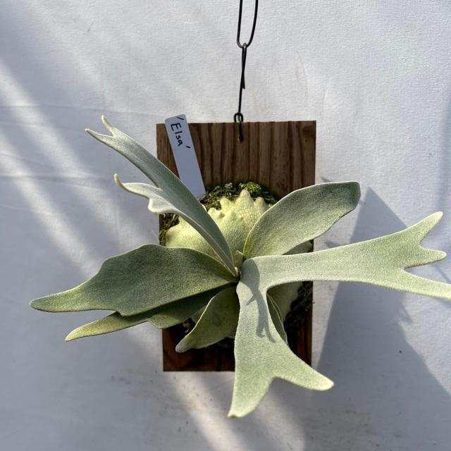 現品) ビカクシダ 'エルサ' (pup) (No.41083) (コウモリラン 観葉植物