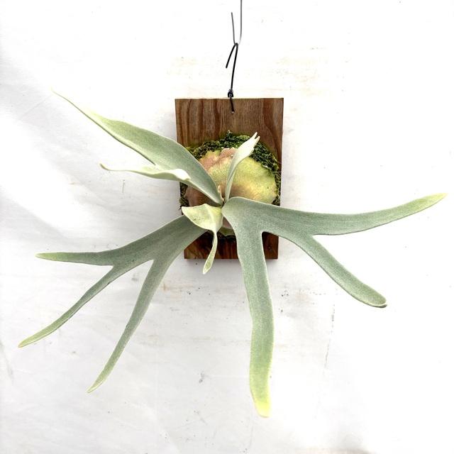 現品) ビカクシダ 'エルサ' (pup) (No.41083) (コウモリラン 観葉植物