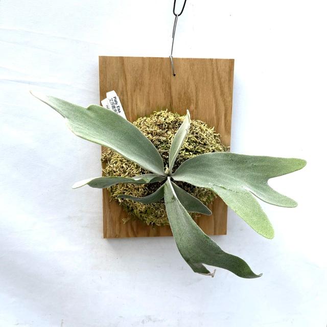 現品) ビカクシダ 'エルサ' (pup) (No.41083) (コウモリラン 観葉植物