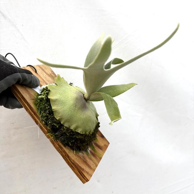 現品) ビカクシダ 'エルサ' (pup) (No.41083) (コウモリラン 観葉植物