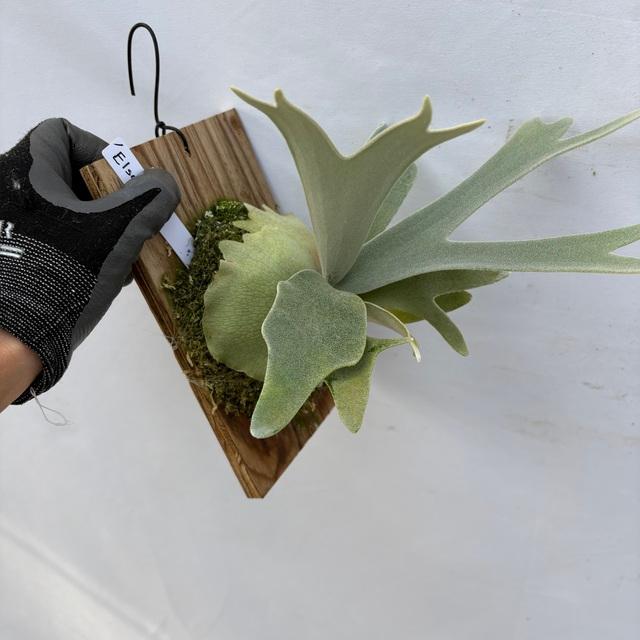 現品) ビカクシダ 'エルサ' (pup) (No.41083) (コウモリラン 観葉植物