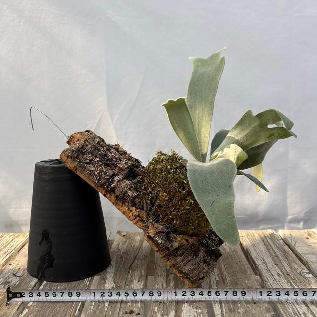 現品) ビカクシダ 'エルサ' (pup) (No.41083) (コウモリラン 観葉植物