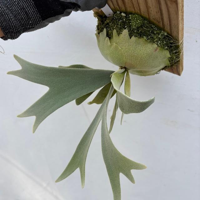 現品) ビカクシダ 'エルサ' (pup) (No.41083) (コウモリラン 観葉植物
