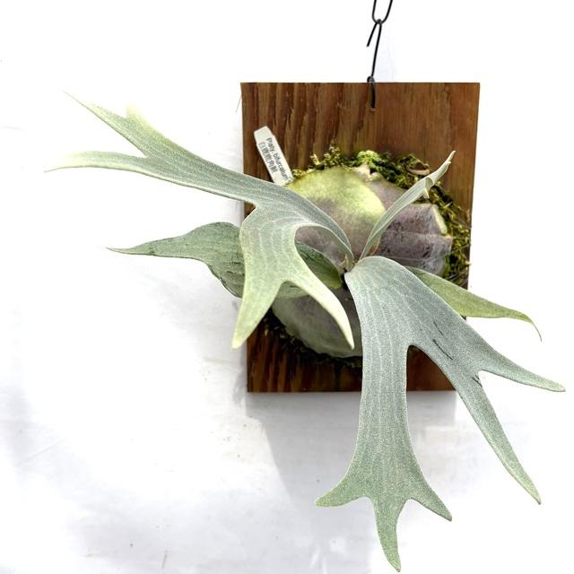 現品) ビカクシダ 'E-1' (TC) (No.41087) (コウモリラン 観葉植物