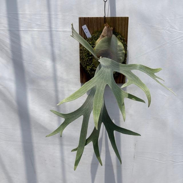 現品) ビカクシダ 'E-1' (TC) (No.41087) (コウモリラン 観葉植物