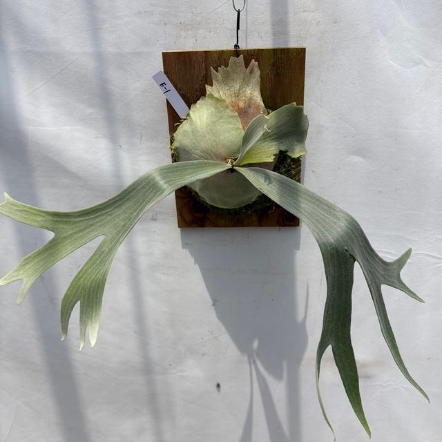 専用 ビカクシダ P.willinckii 'Samurai' , P.Monkey North 12th oasis sporeling