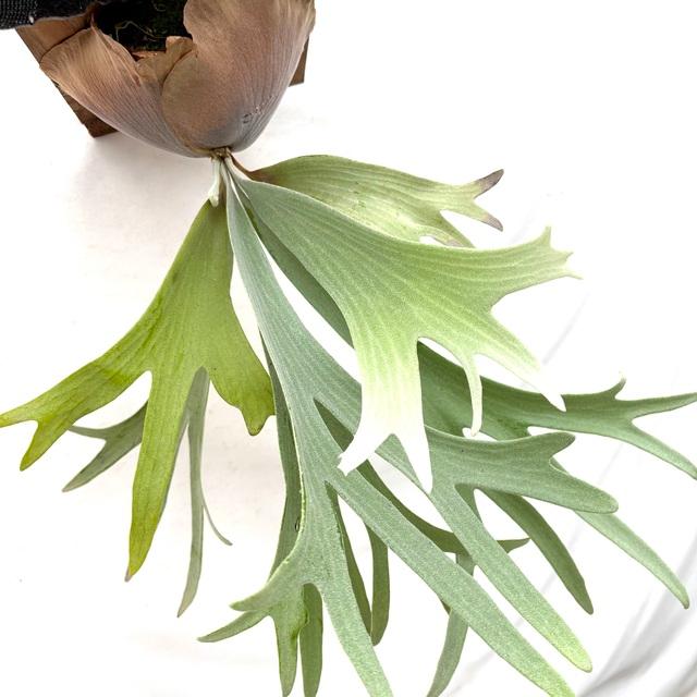 ビカクシダ苗、5種類セット ザ・ファームセレクト]ビカクシダ（コウモリラン）：ホワイト