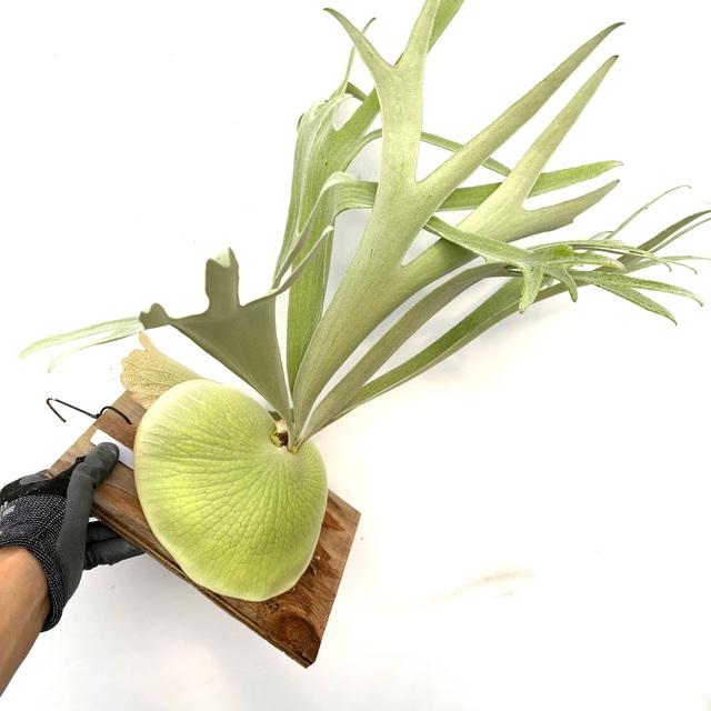 現品) ビカクシダ 'E-1' (TC) (No.41087) (コウモリラン 観葉植物