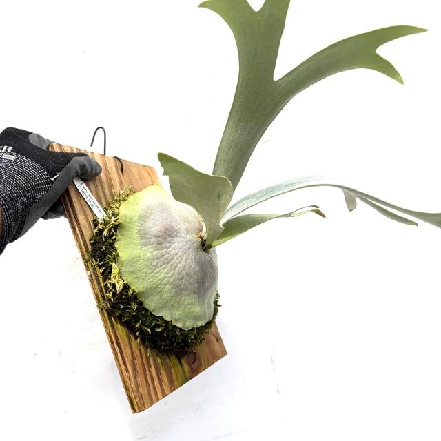 現品) ビカクシダ 'E-1' (TC) (No.41087) (コウモリラン 観葉植物