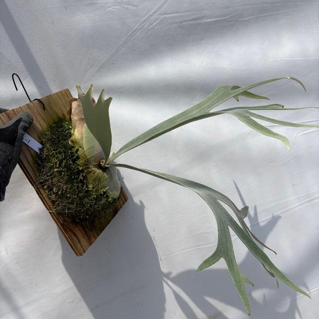 現品) ビカクシダ 'E-1' (TC) (No.41087) (コウモリラン 観葉植物