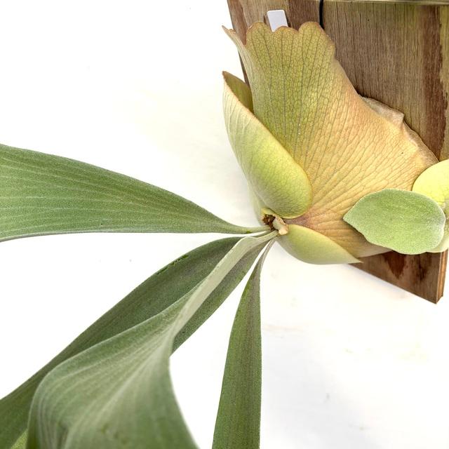 現品) ビカクシダ 'E-1' (TC) (No.41087) (コウモリラン 観葉植物