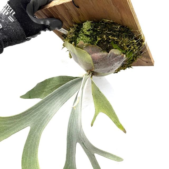 現品) ビカクシダ 'E-1' (TC) (No.41087) (コウモリラン 観葉植物