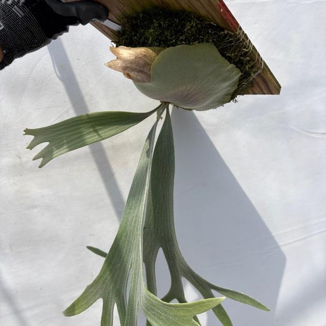 現品) ビカクシダ 'E-1' (TC) (No.41087) (コウモリラン 観葉植物