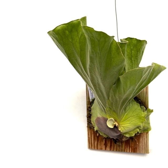 現品) ビカクシダ エレファントティス (No.41088) (コウモリラン 観葉