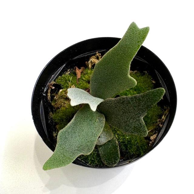 現品) ビカクシダ ウィリンキー 'ジェニー' (TC) (No.41091) (コウモリ