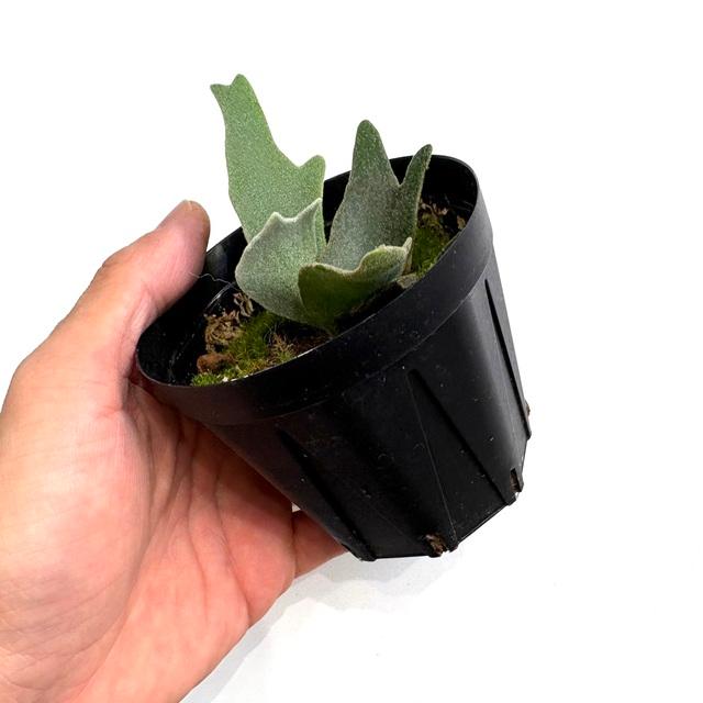 【*U様 ビカクシダ　ウィリンキー　ジェニー　TC 小株 現品) ビカクシダ ウィリンキー 'ジェニー' (TC) (No.41091) (コウモリ