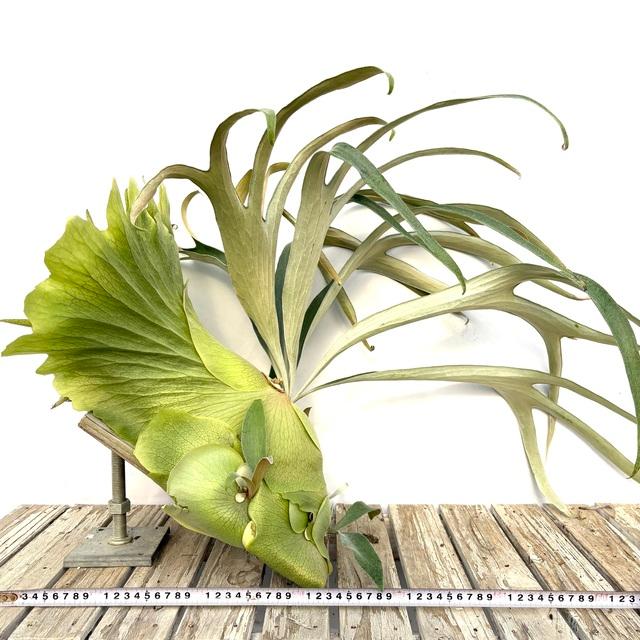大きなビカクシダ マウントルイス その後のビカクシダ マウントルイス (P. Mt.Lewis) ① | calmplantsの
