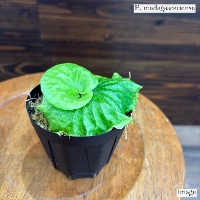 ビカクシダ P.madagascariense Yahoo!オークション - P. madagascariense (wild由来株) マダガスカリ