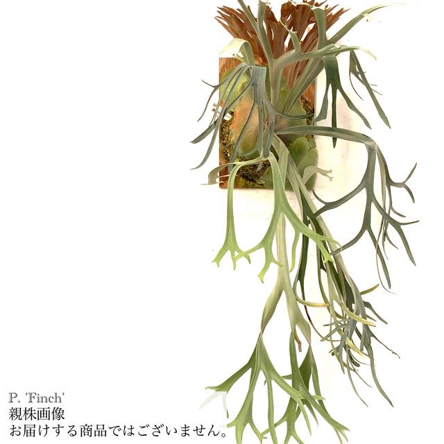 現品) ビカクシダ 'フィンチ' (pup) (No.41101) (コウモリラン 観葉